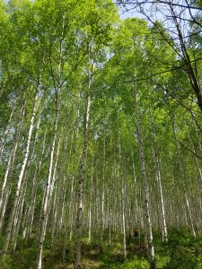 Birkenwald mit grünen Bäumen im Sonnenschein